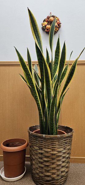 サンセベリアの植えかえをしました🎃👻🌵のアイキャッチ画像